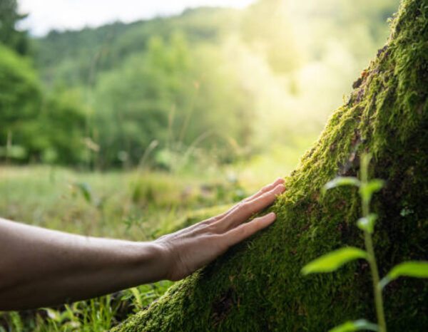 Licenciatura en Ecología y Conservación del Ambiente