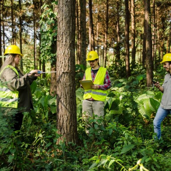 Ingeniería en Industrias Forestales