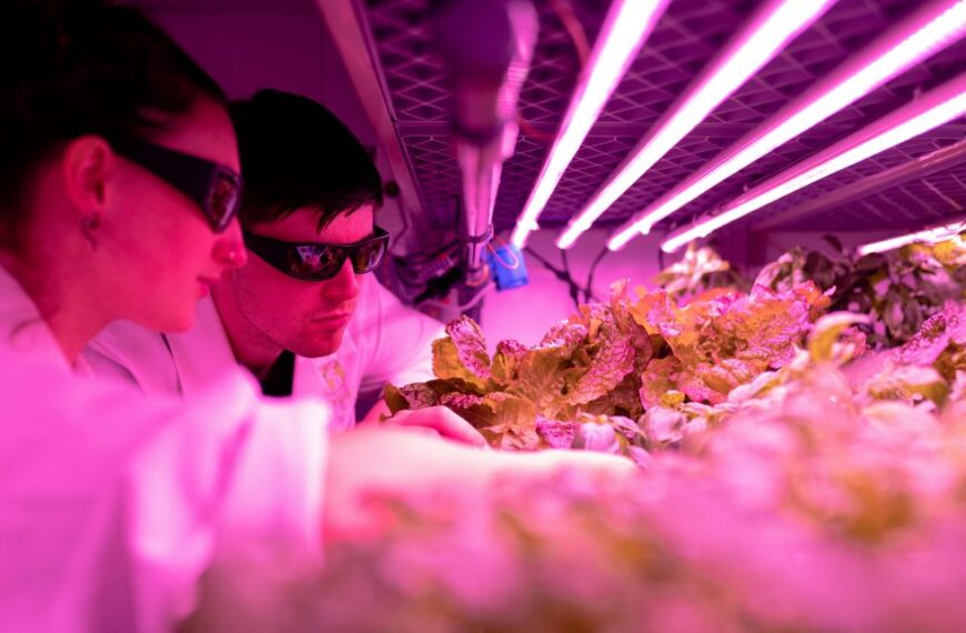 Ingeniería en Alimentos