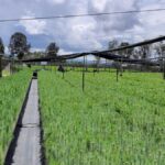 Tecnicatura Universitaria en Viveros y…