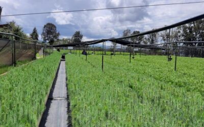 Tecnicatura Universitaria en Viveros y Plantaciones Forestales