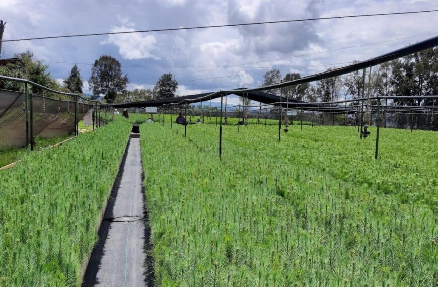 Tecnicatura Universitaria en Viveros y Plantaciones Forestales