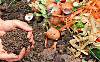 Compostaje: una alternativa sustentable para reducir la basura domiciliaria